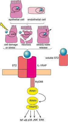 The Role of IL-33-Dependent Inflammation in the Tumor Microenvironment